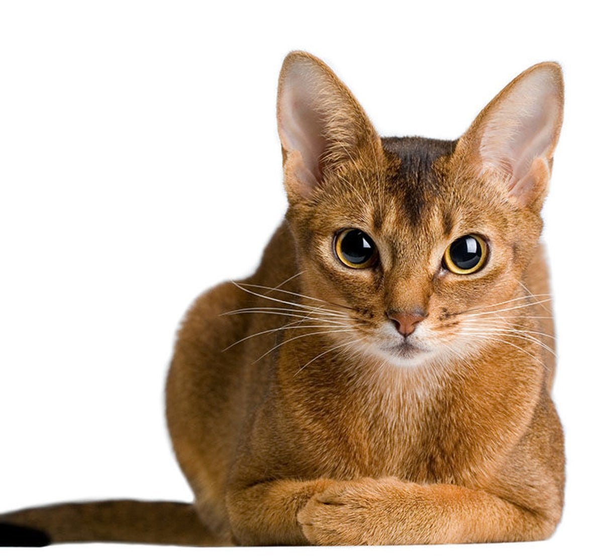 Каракал Гоша Шлеппа