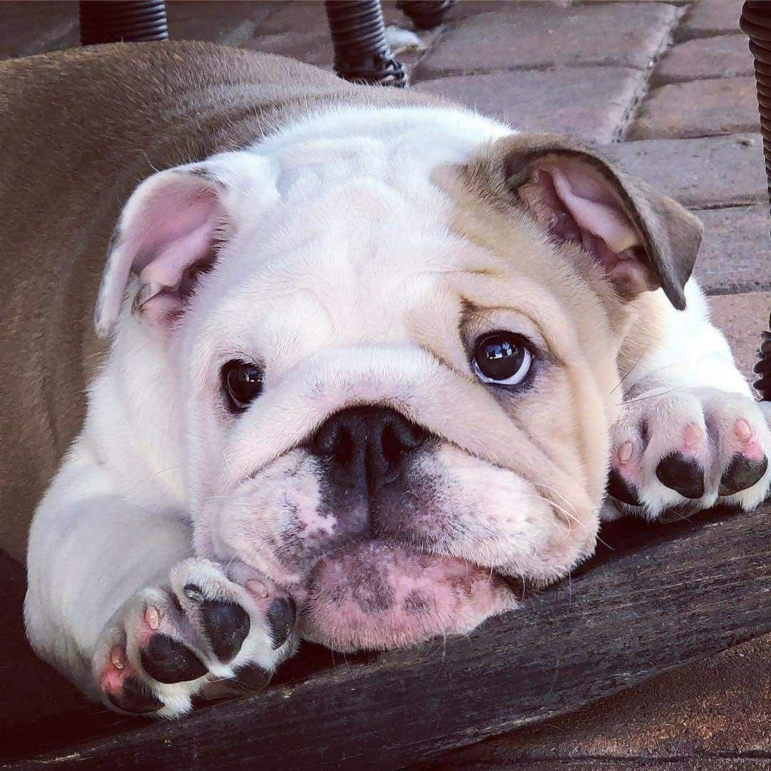 Английский бульдог приколы