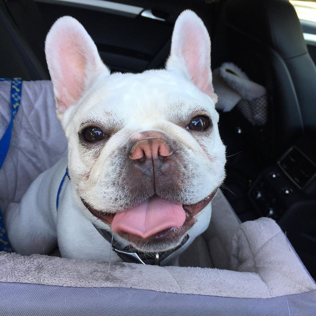 Французский бульдог с розовым носом