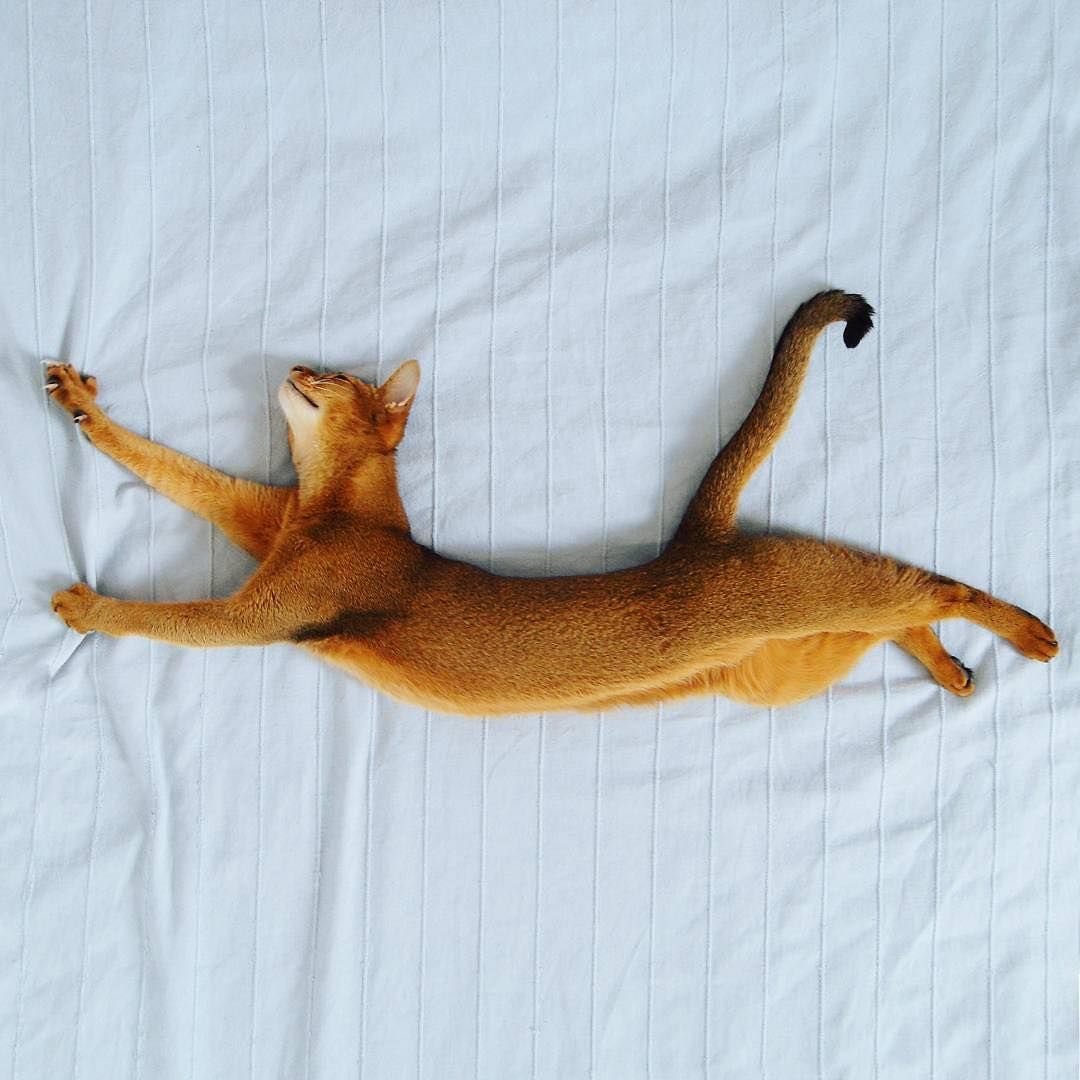 Абиссинская кошка