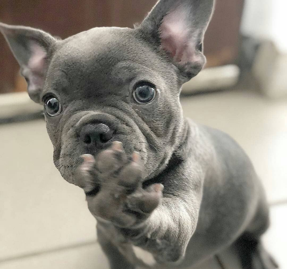 Лиловый фавн французский бульдог