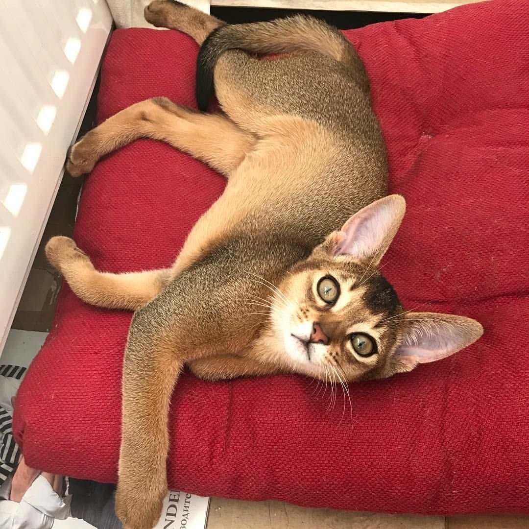 Абиссинская кошка и собака