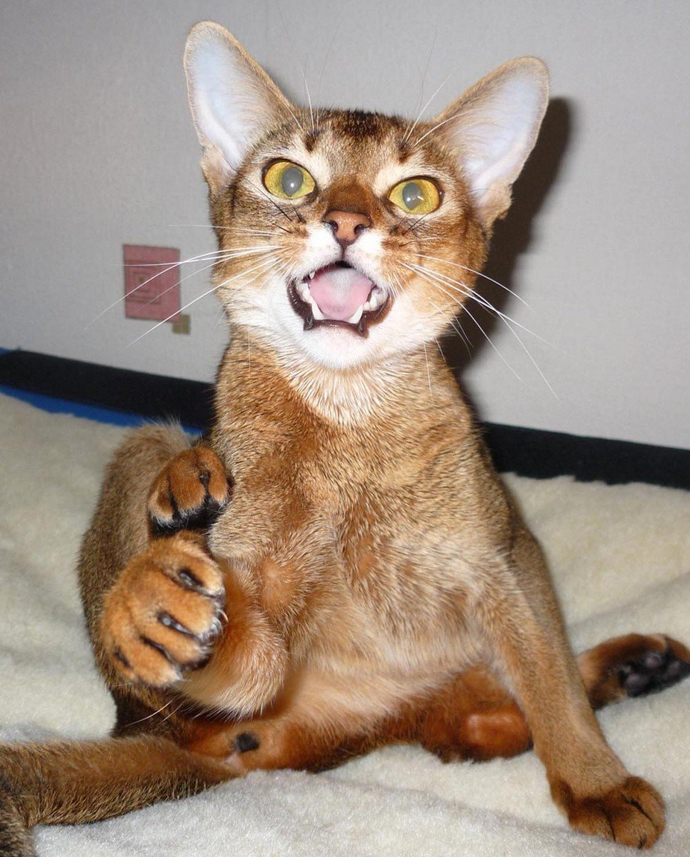 Тату Абиссинская кошка