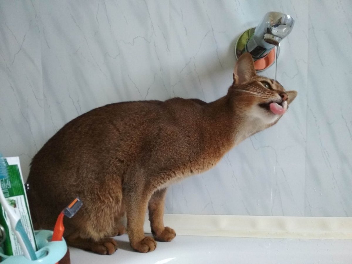 Жирный абиссинец