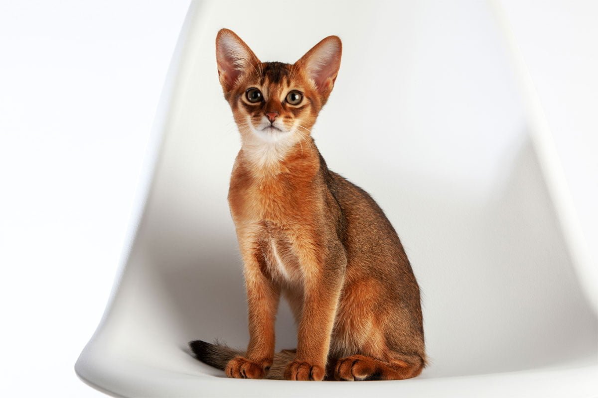 Чаузи ф1 абиссинский