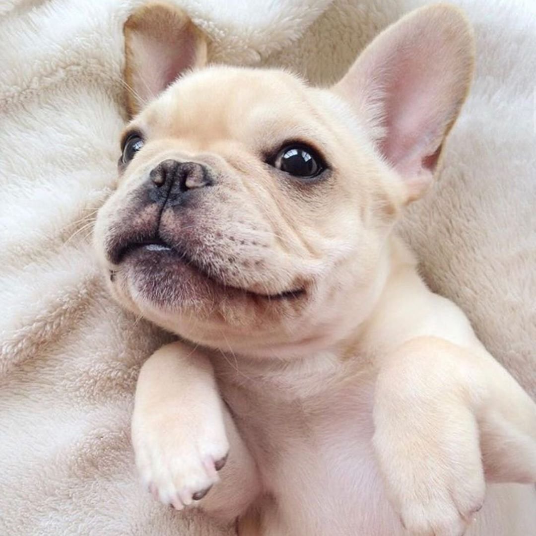 Детеныш французского бульдога
