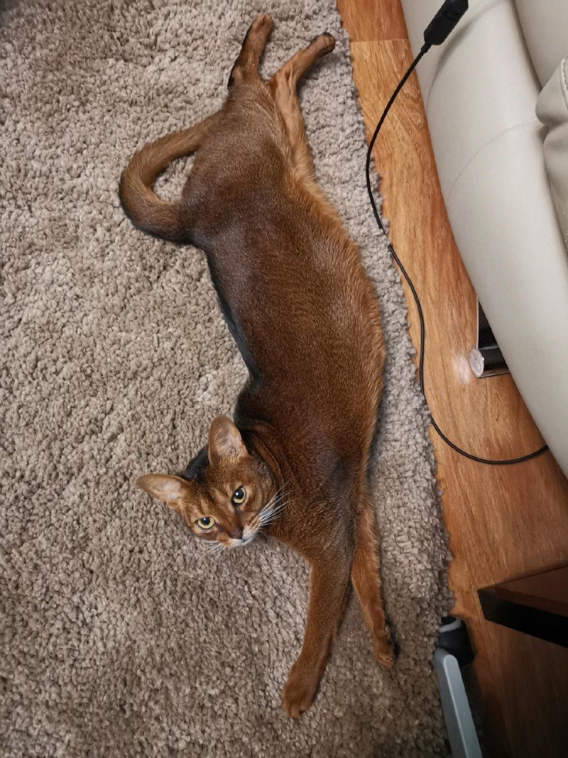 Абессинскаяпорода кошек