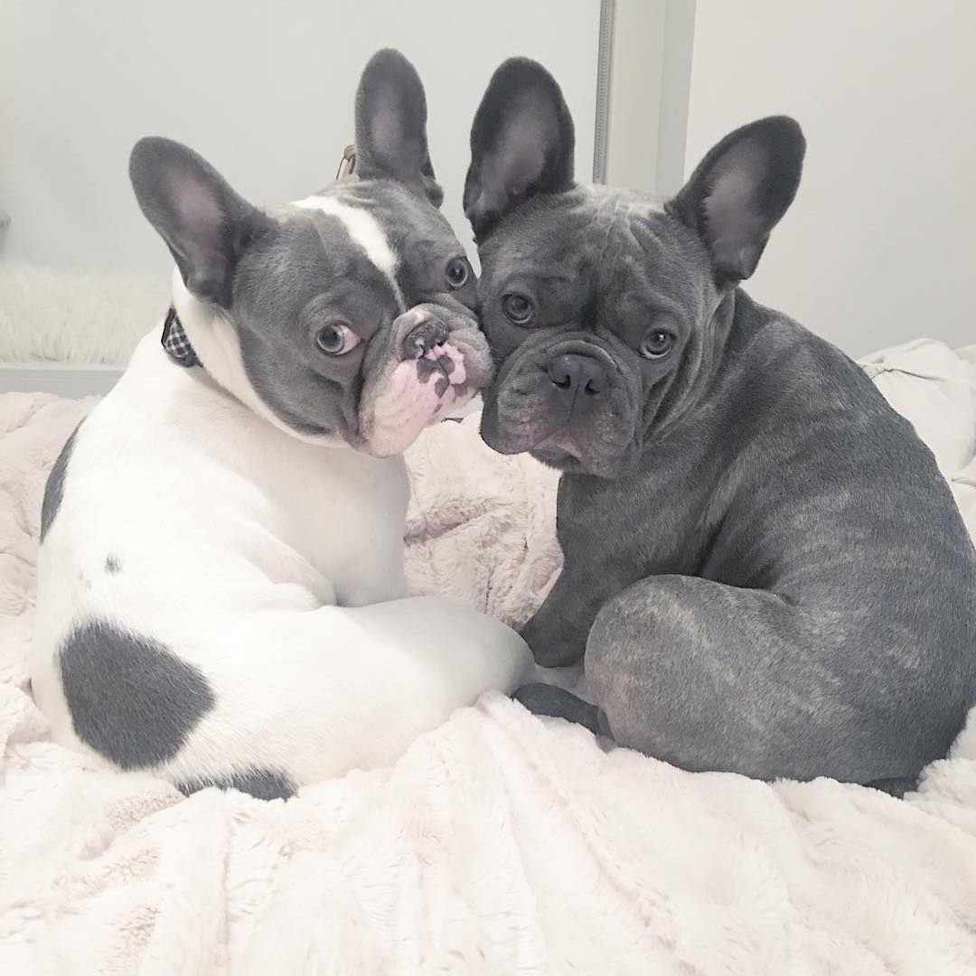 Французский бульдог подпалый