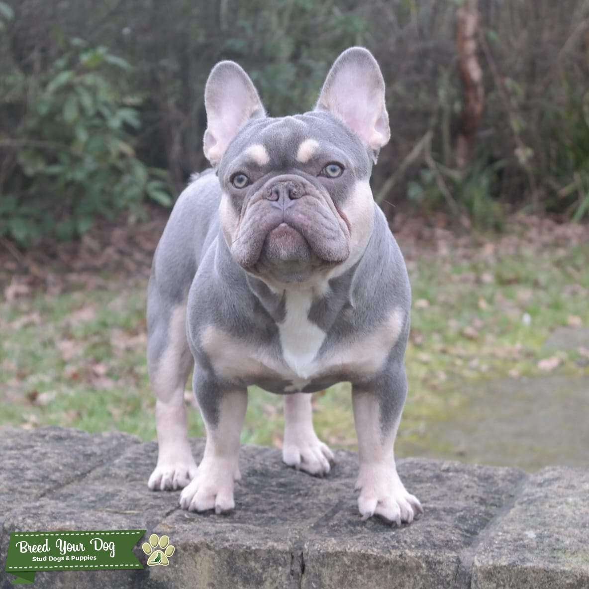 Лиловый английский бульдог