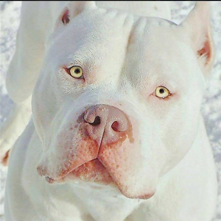 Французский бульдог и домашняя крыса