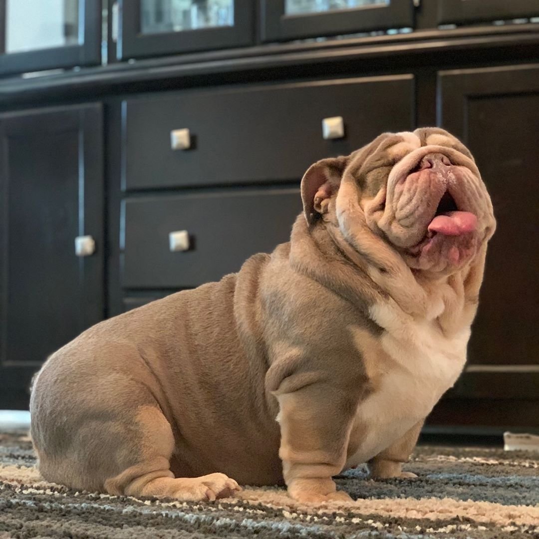 Английский бульдог лиловый окрас