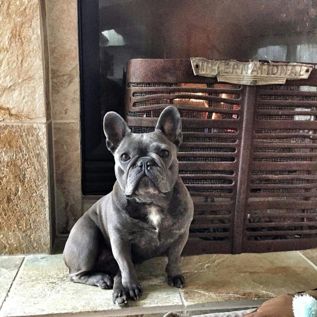 Французский бульдог щенок