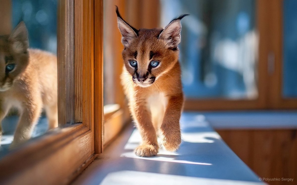 Онцилла тигровая кошка