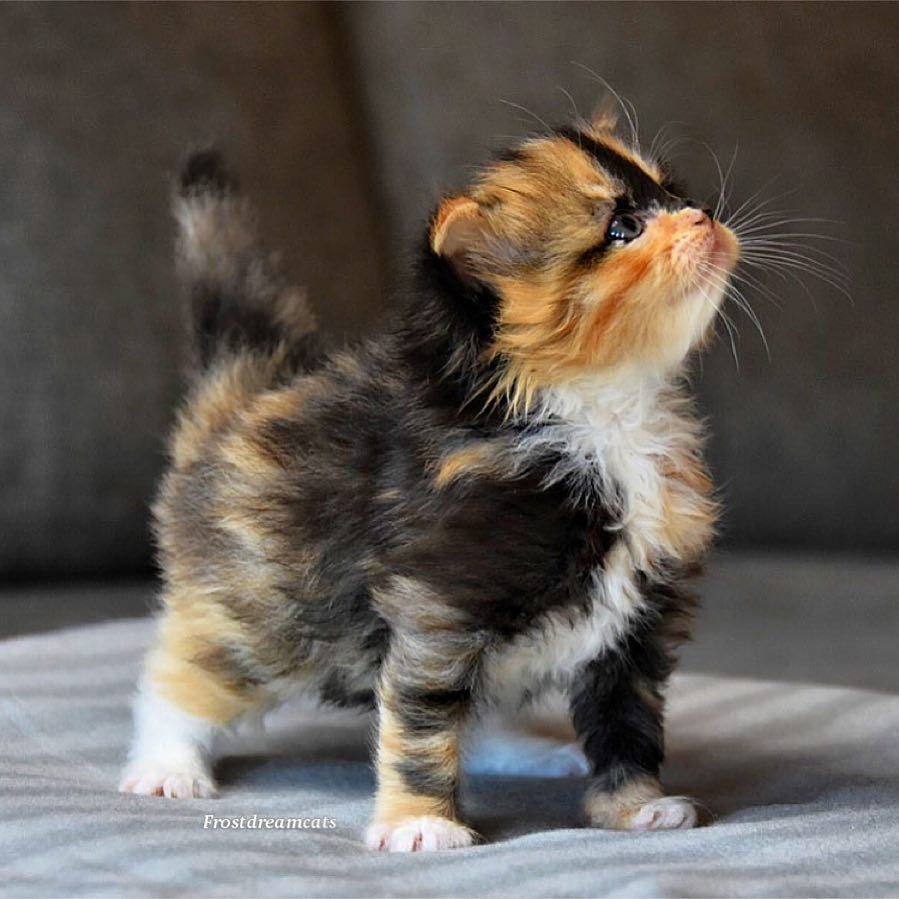 Манчкин кошка трехцветная