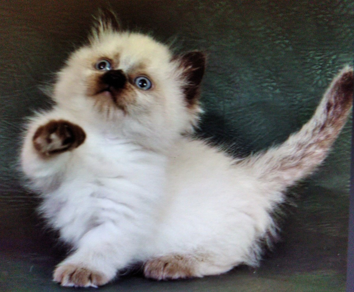 Манчкин кот