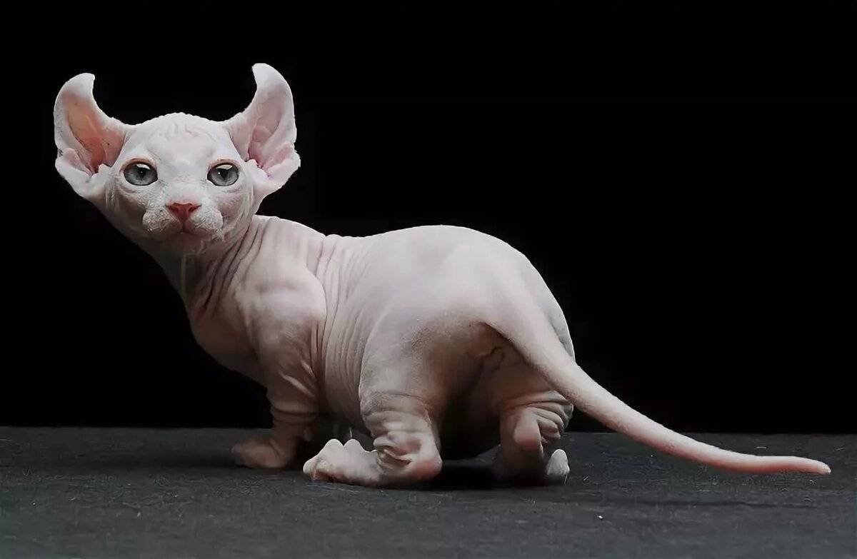 Кошка сфинкс Двэльф