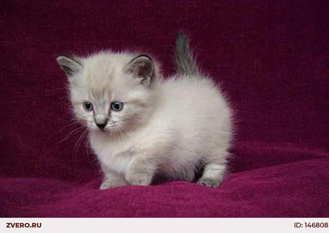 Манчкин колор Пойнт