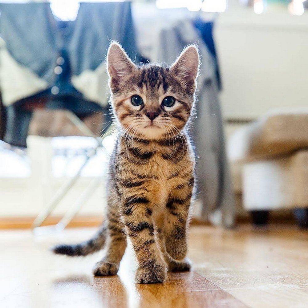 Карликовые коты