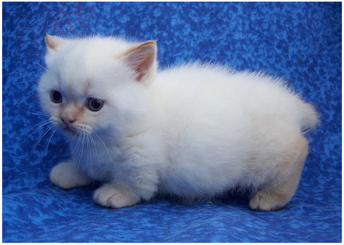 Манчкин кошка белая