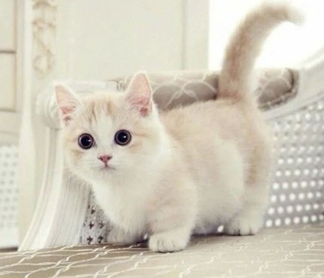 Коротколапые котята Манчкин