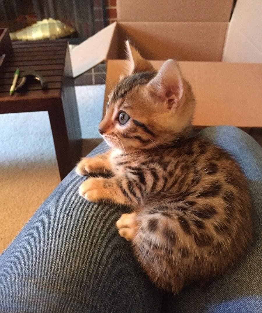 Милые породистые котята