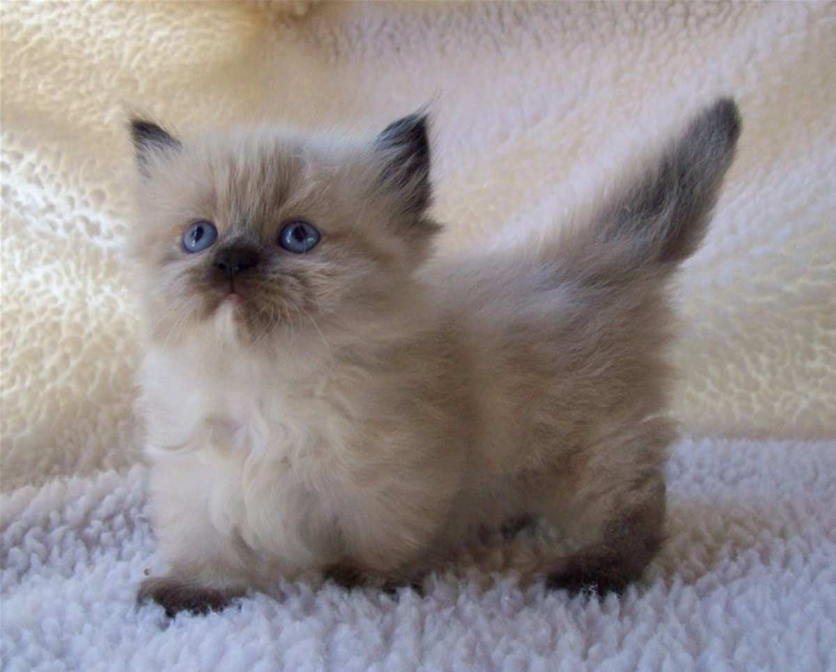 Мини котята порода