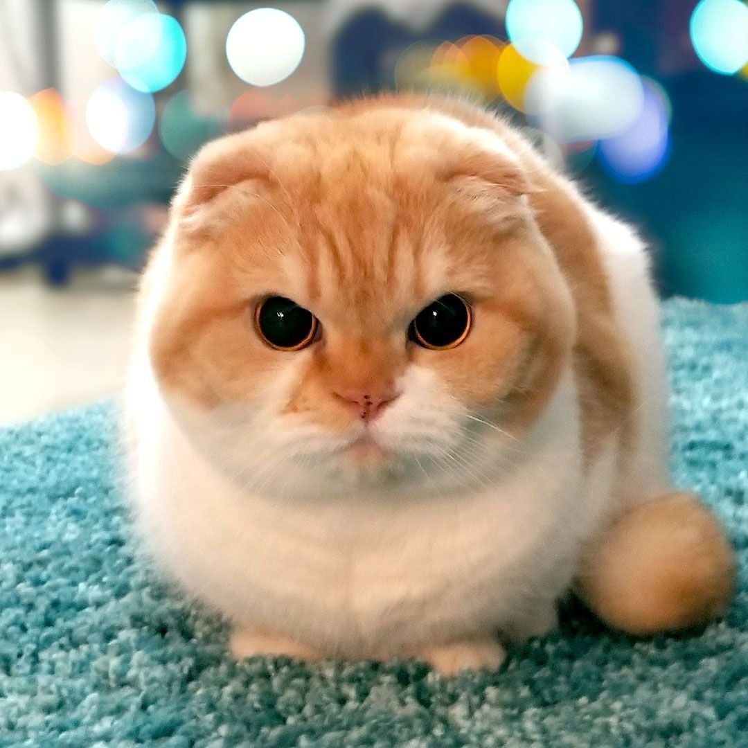 Кот Манчкин вислоухий