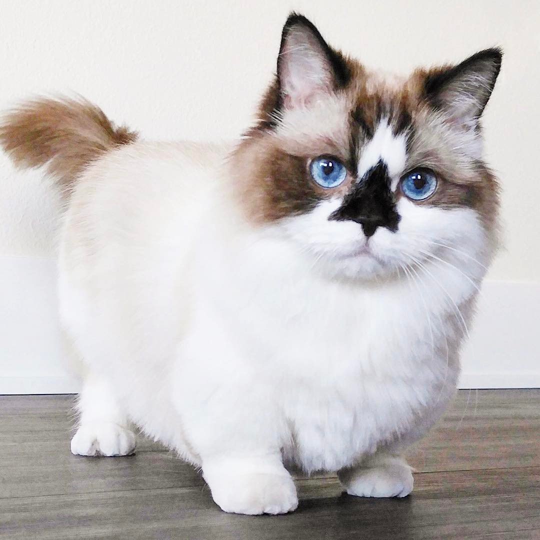 Коты Манчкин