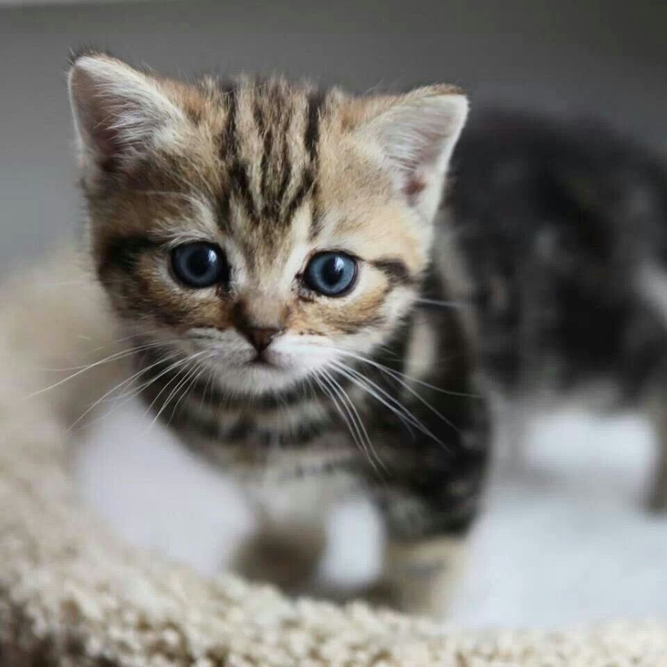 Генетта Манчкин бенгал