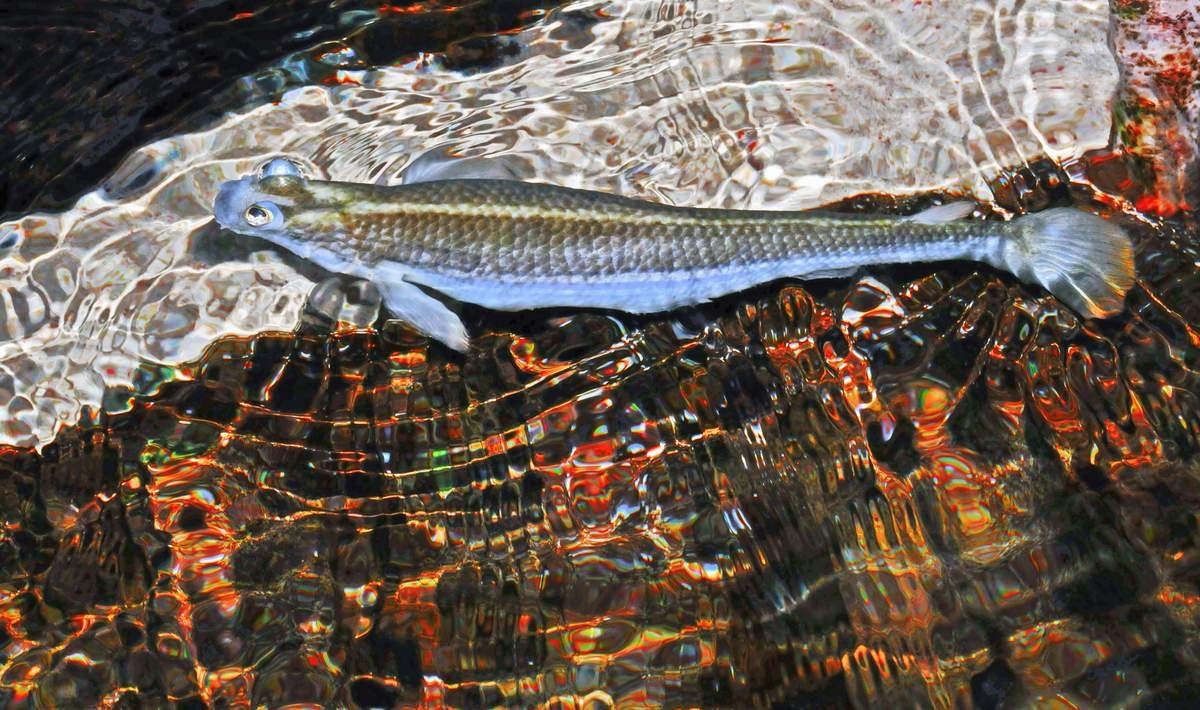 Постер рыба природа