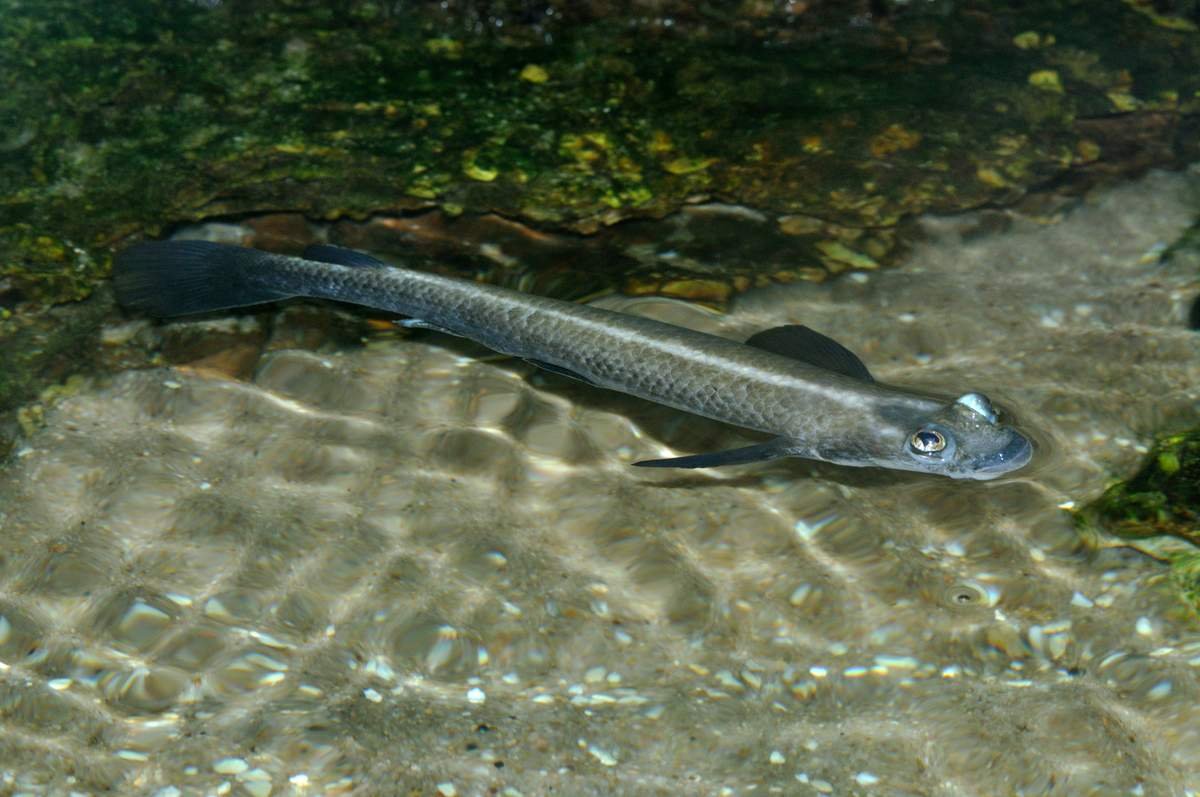 Анаблепс обыкновенный