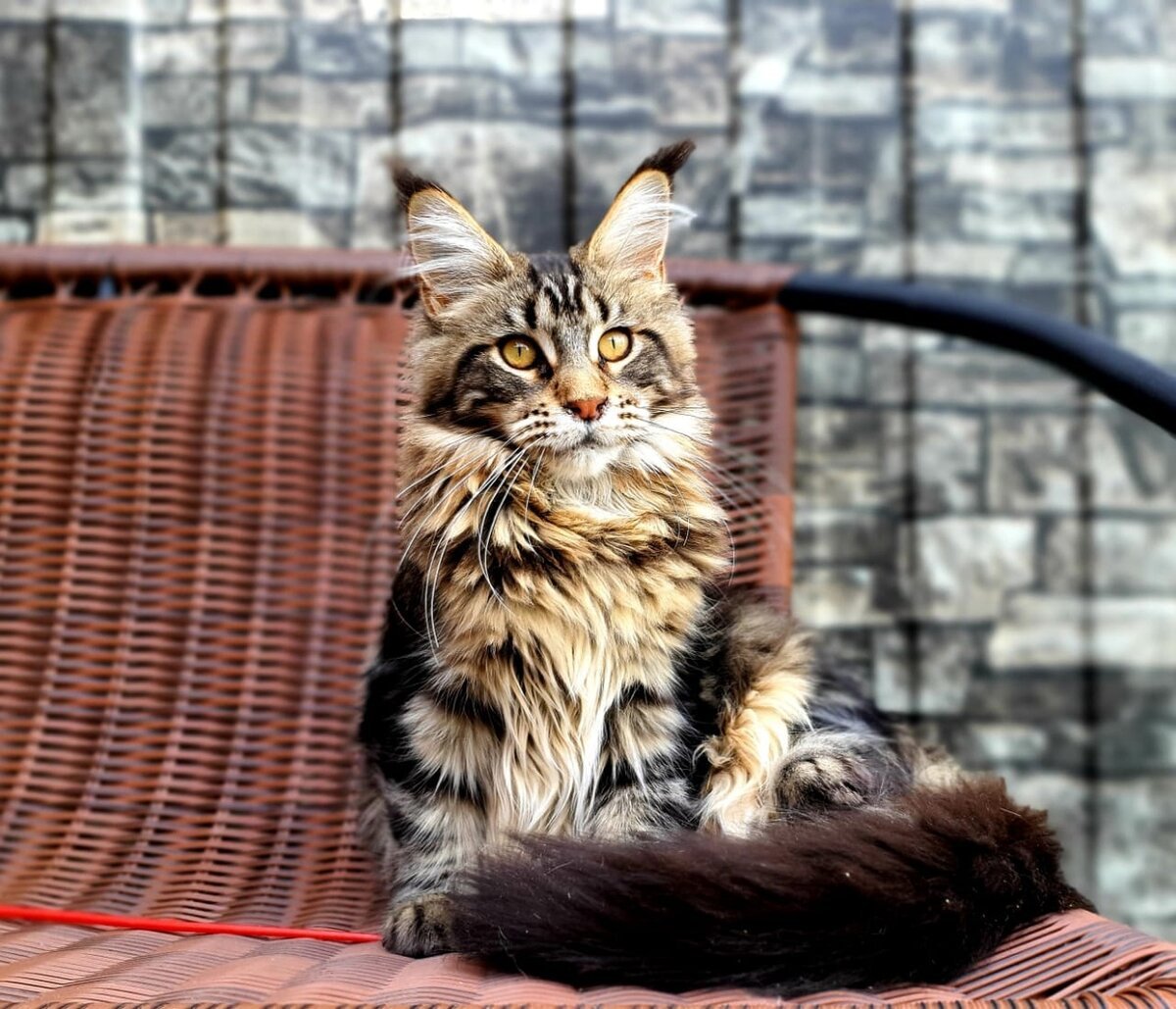 Мейн кун табби