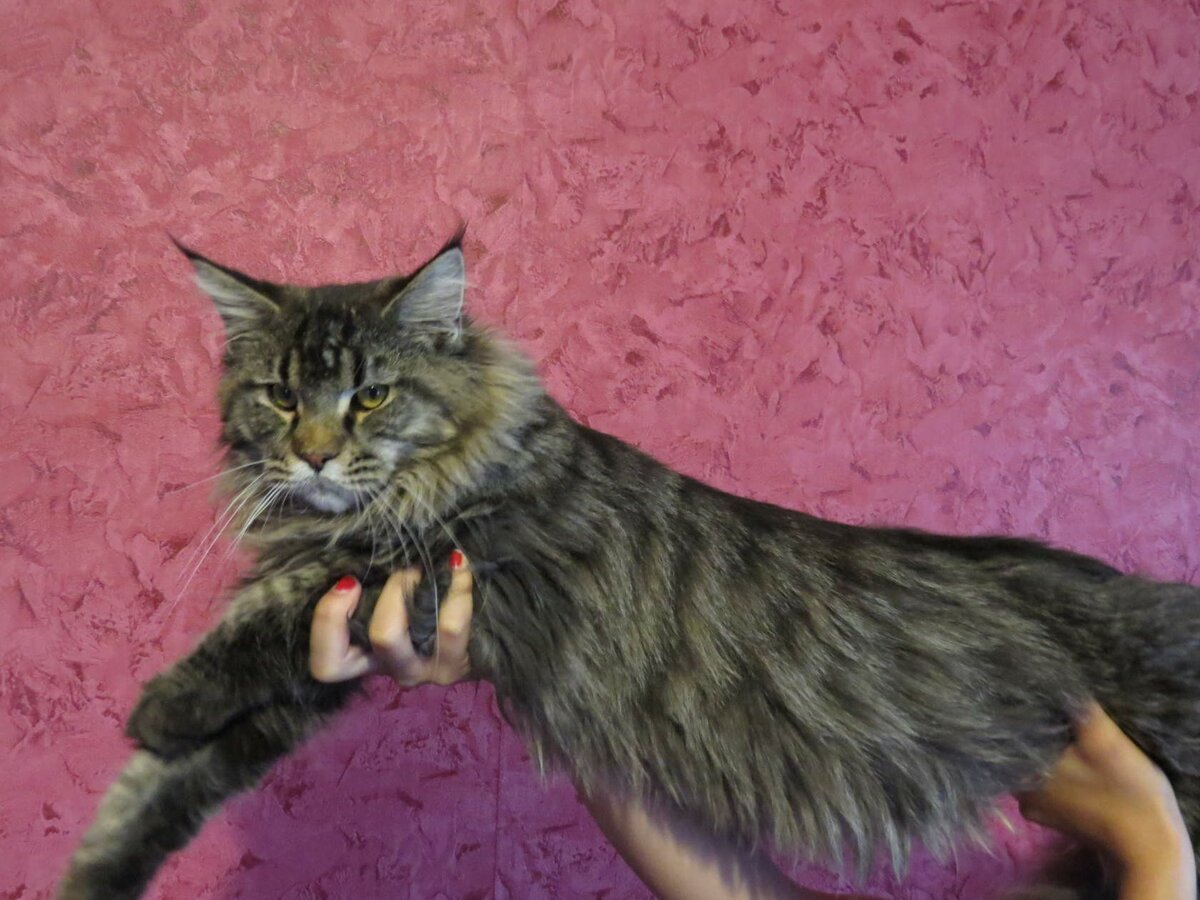 Мейн кун черный тигровый