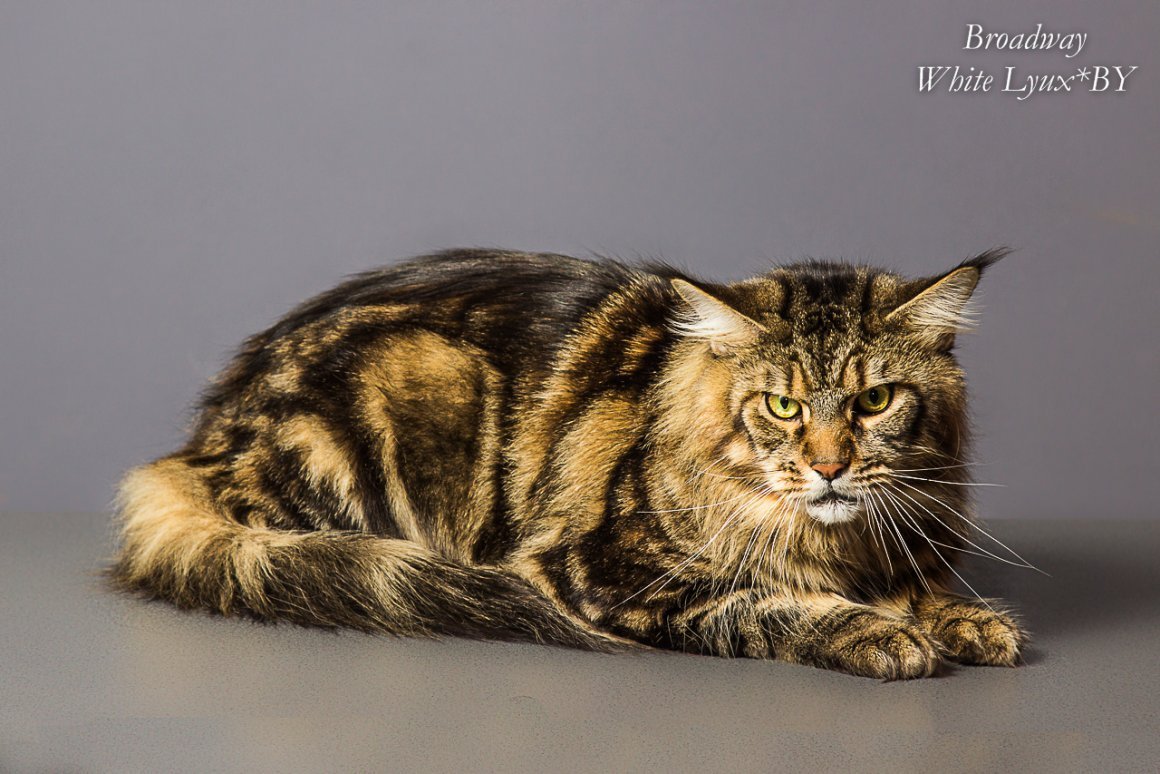 Мейн кун окрас Браун табби