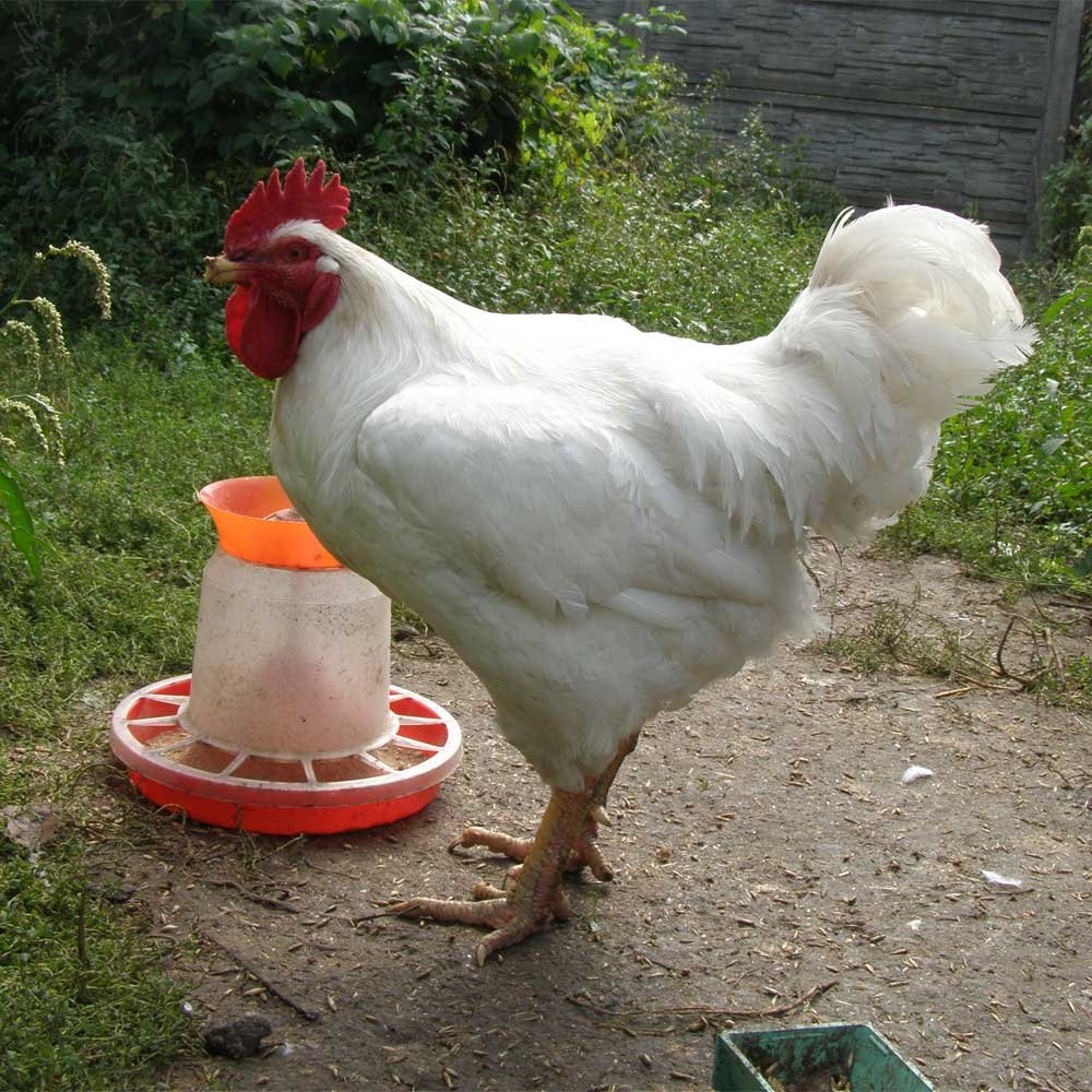 Куры породы Геркулес