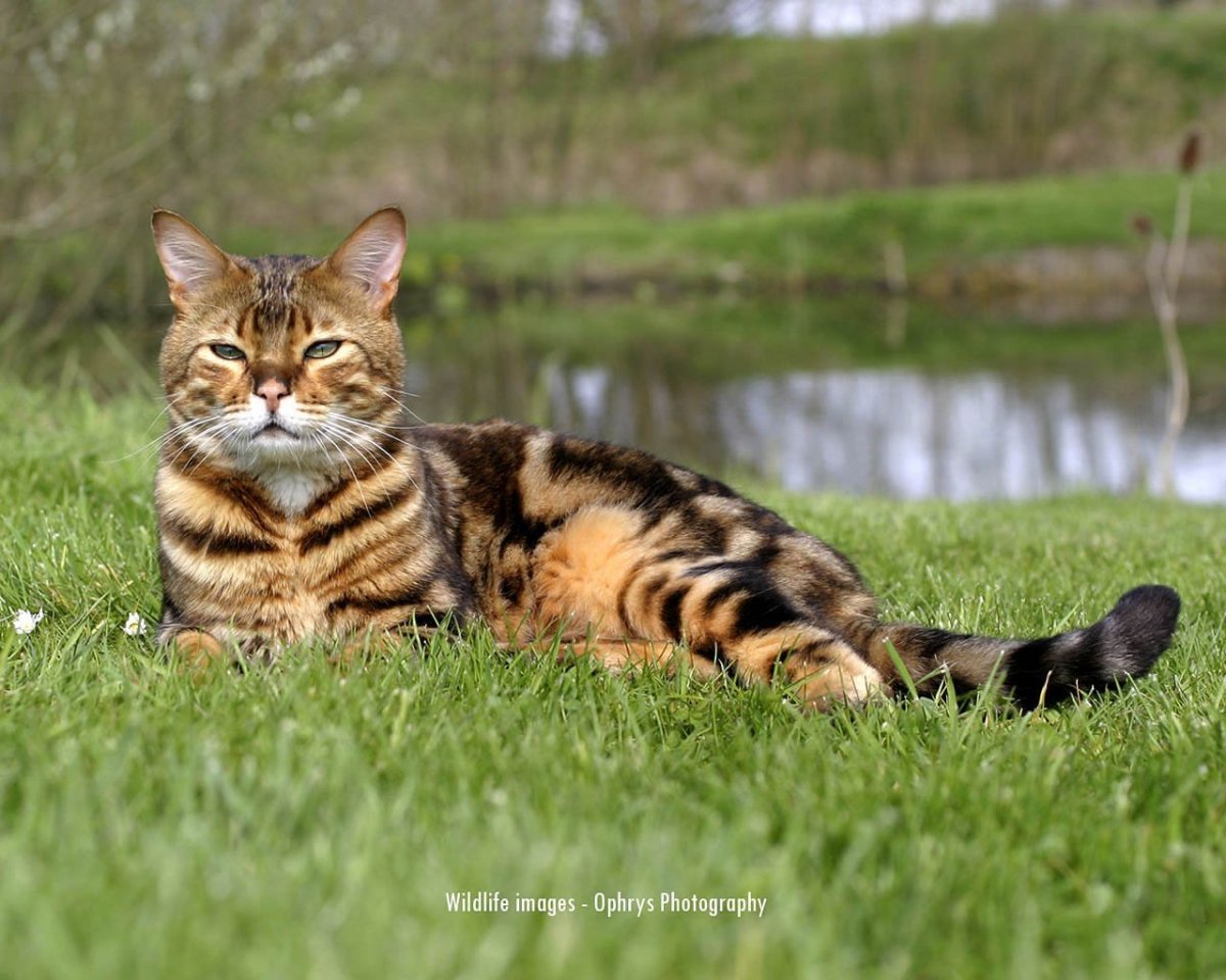 Кот бенгал полосатый рыжий