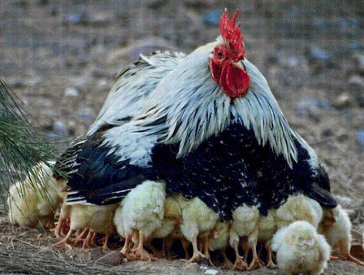 Курица бурый Леггорн