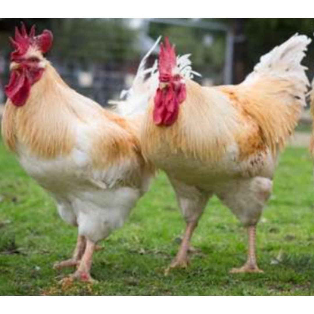 Белореченская порода кур