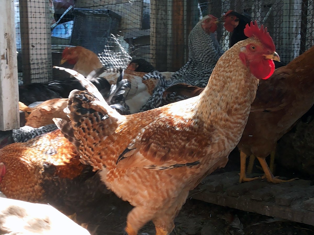 Куры Геркулес