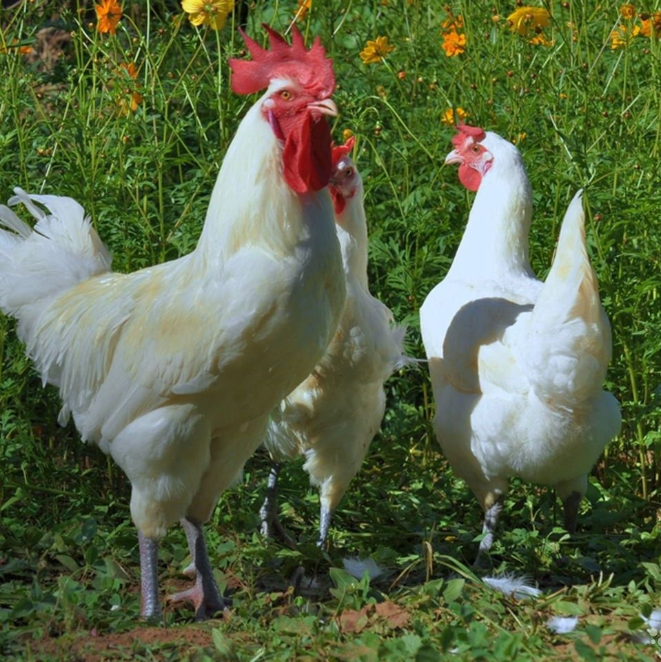 Куры породы джерси