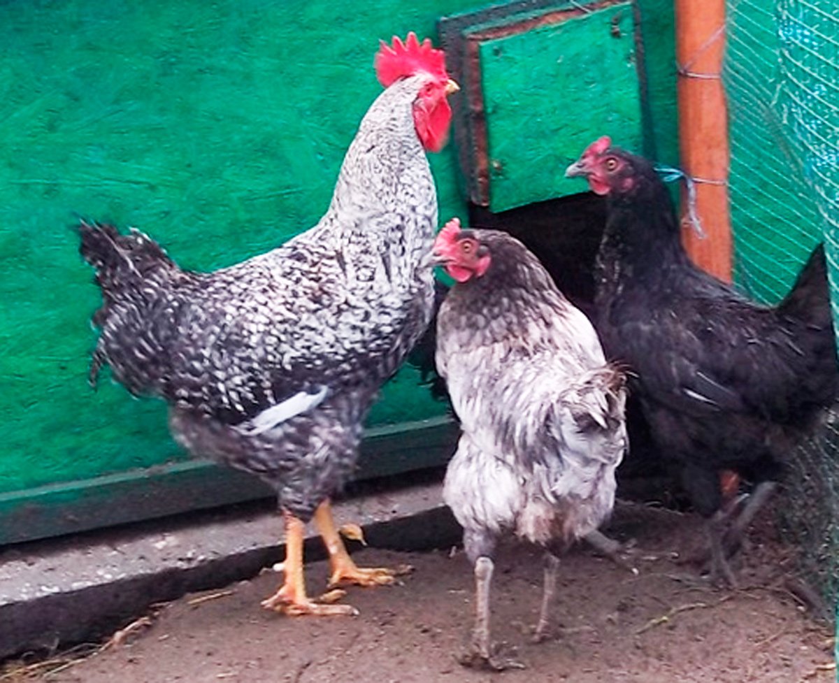 Куры породы Геркулес