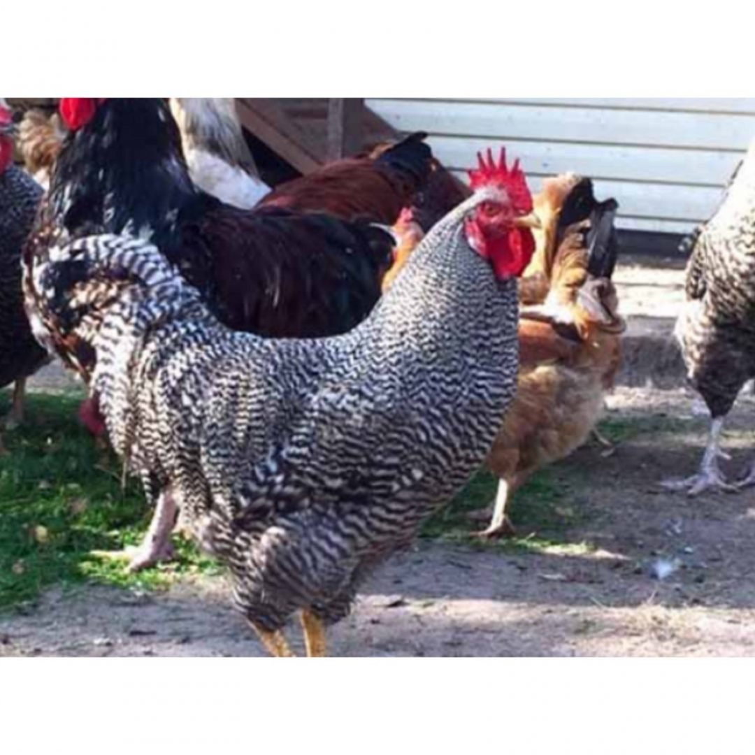 Петух породы Геркулес