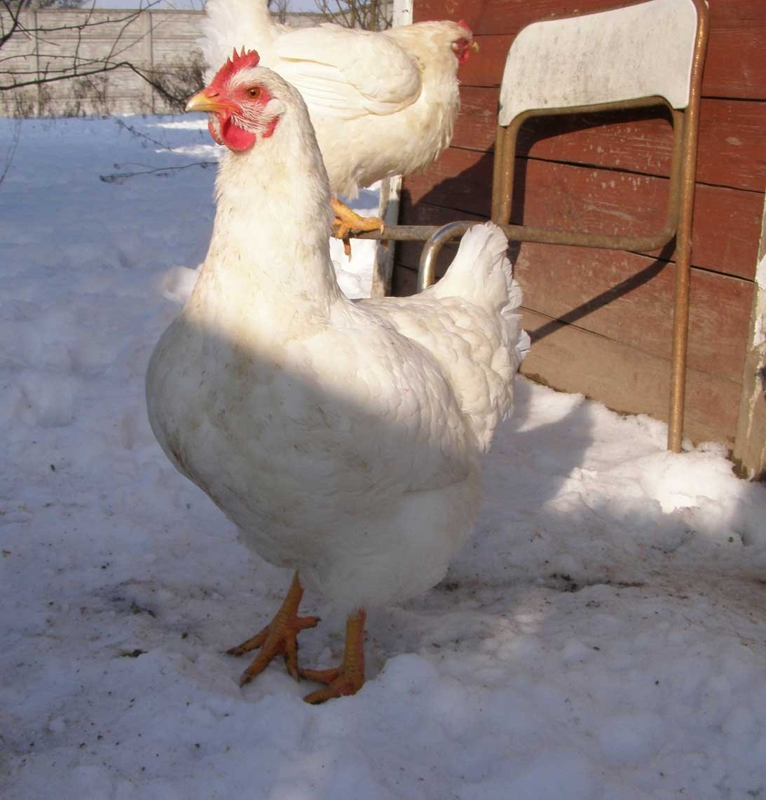 Орловские кукушечные куры