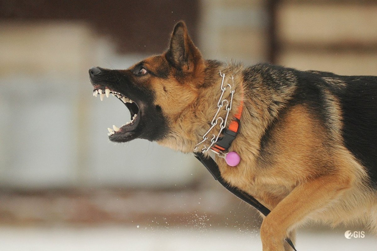 Собака в фуражке