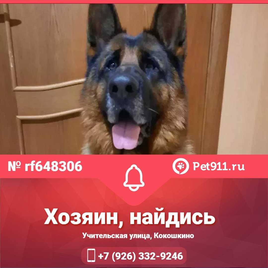 Собаки истребители танков ВОВ