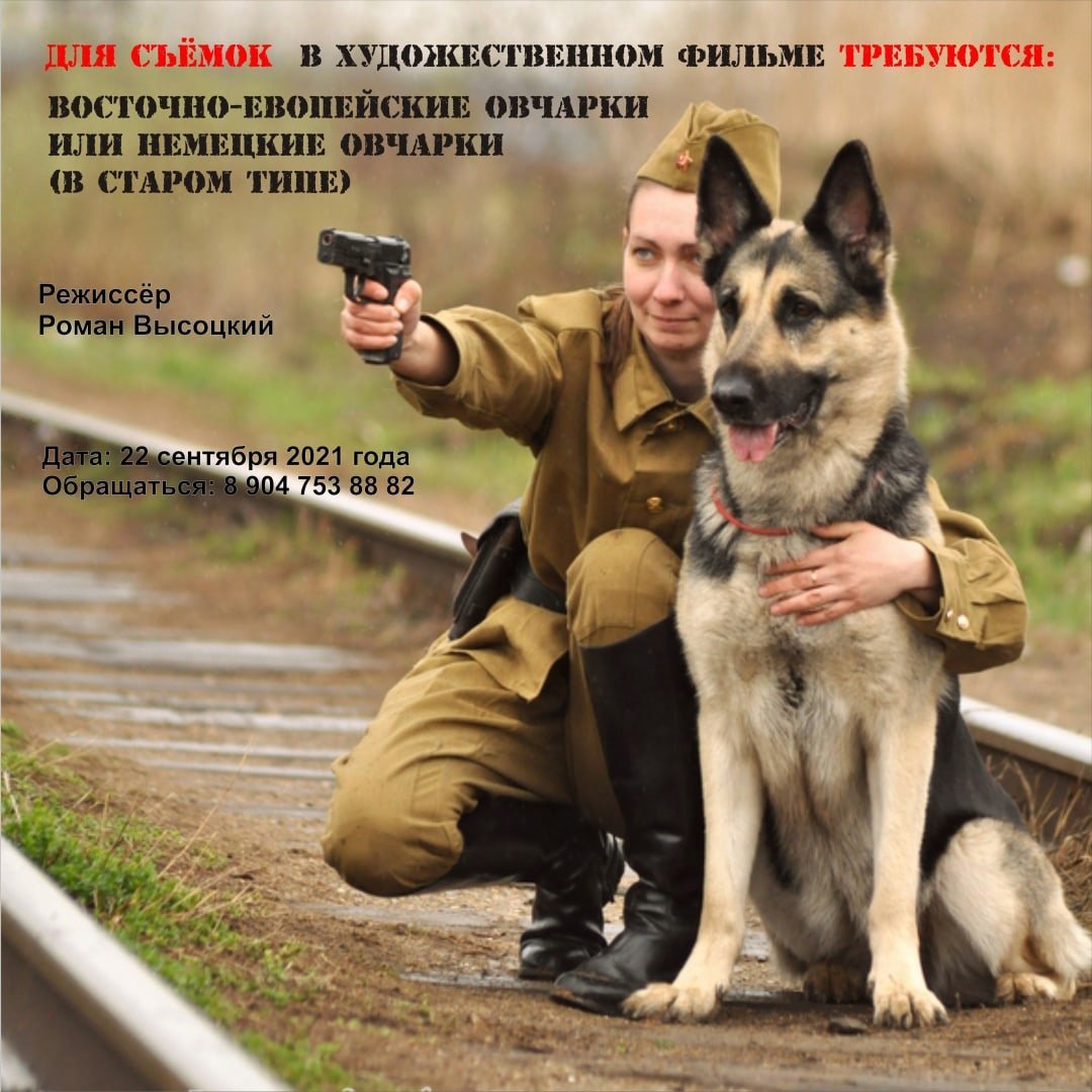 Немецкая овчарка ЗКС