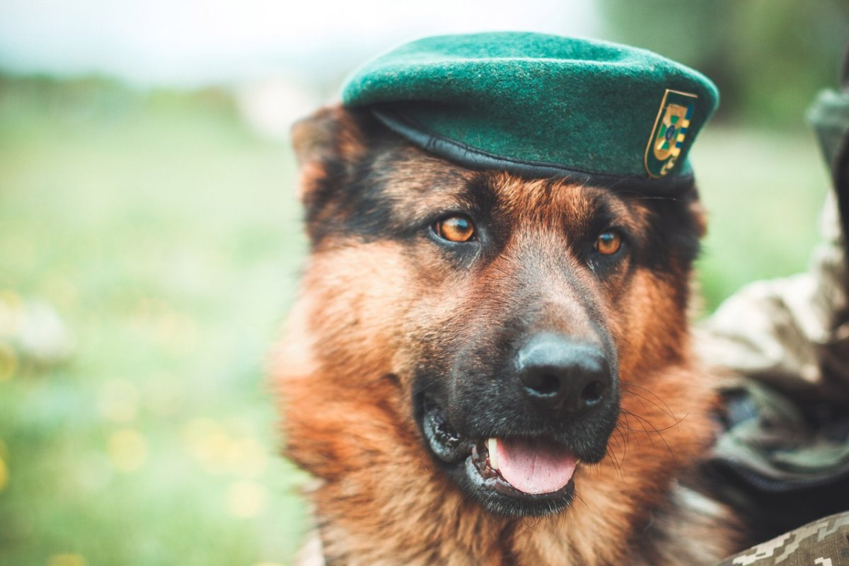 Овчарка кинология