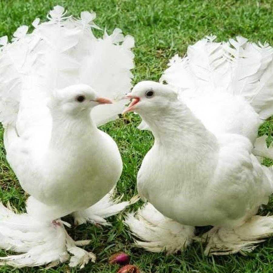 Голуби Искитим