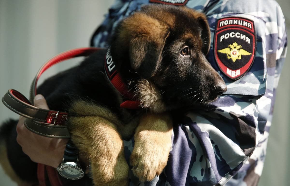 Абиссинская овчарка собака