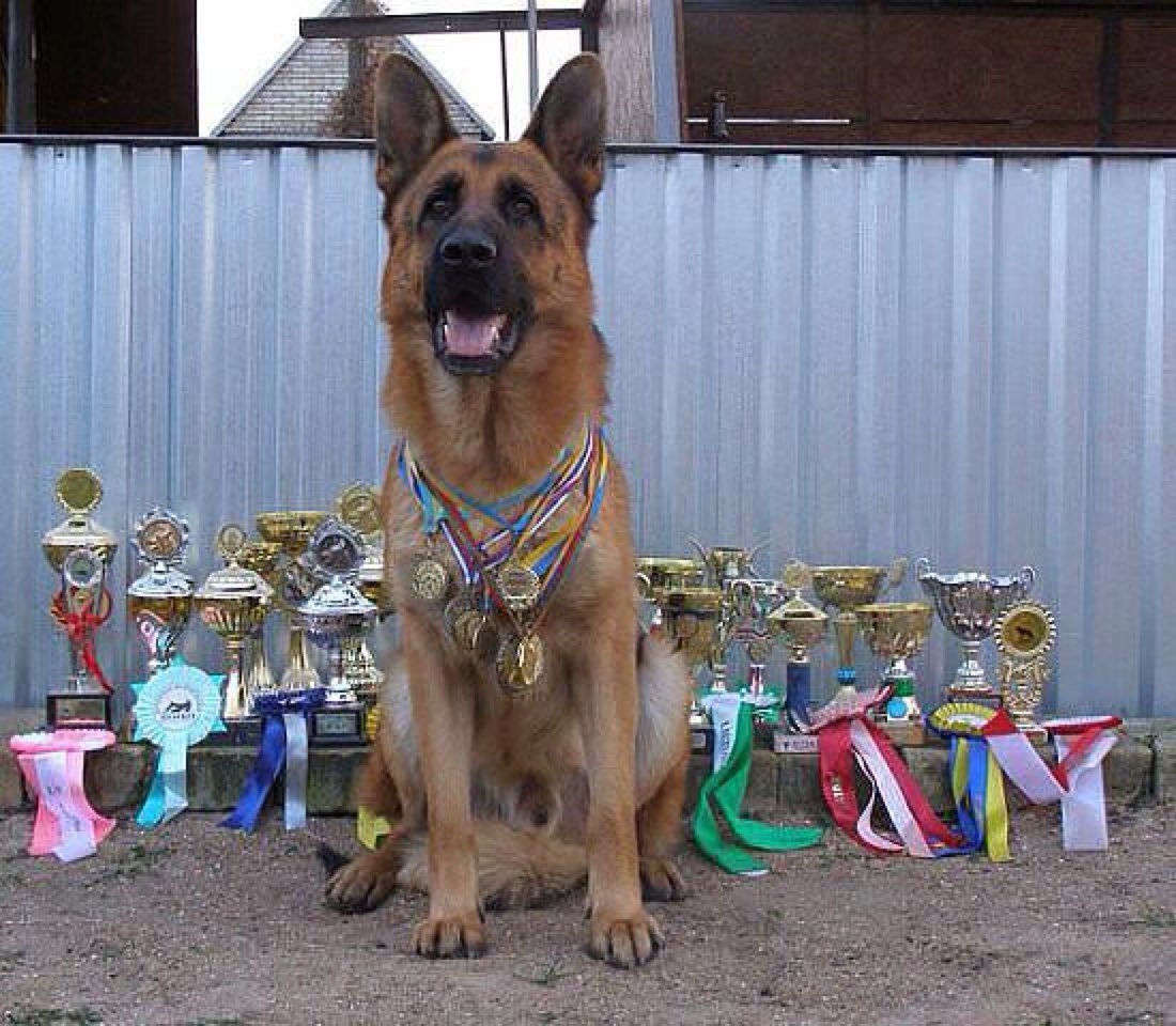 Немецкая овчарка медалист